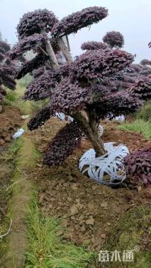 25公分造型红花继木桩