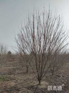 高度450厘米丛生五角枫