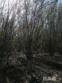 10公分西府海棠