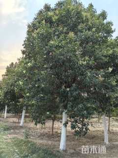 20公分大叶女贞