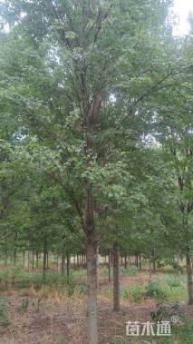 12公分美国红枫-红点