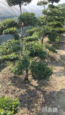 移栽苗造型黄杨