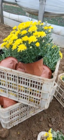 高度30厘米花毛茛