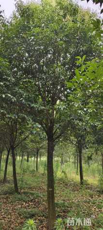 17公分大叶女贞