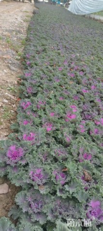 高度15厘米羽衣甘蓝