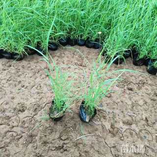 高度30厘米芦苇