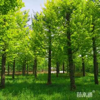 25公分金叶银杏