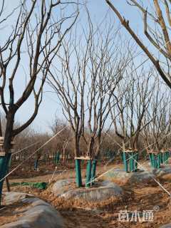 70公分(5杆)丛生朴树