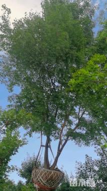 高度600厘米丛生五角枫