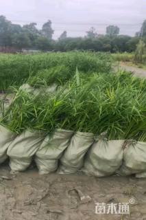 高度50厘米旱伞草