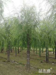 25公分垂柳