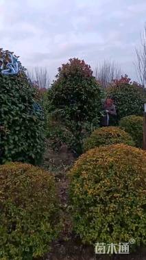 冠幅2500厘米石楠球