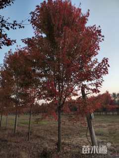 18公分美国红枫