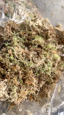 压缩牛毛草水草种子