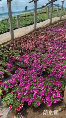 高度10厘米牵牛