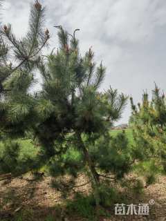 高度400厘米黑松