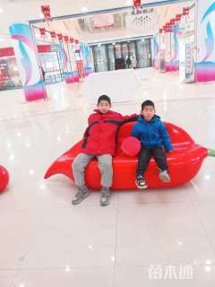 高度60厘米胶东卫矛