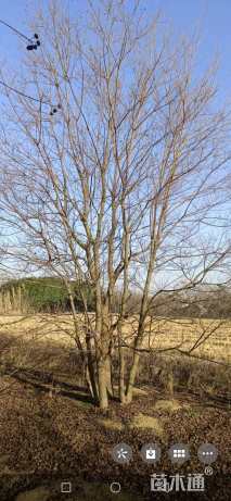 8公分(3杆)丛生乌桕