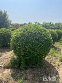 冠幅120厘米水蜡球