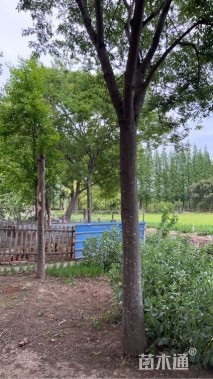 25公分榆树
