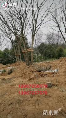 15公分(5杆)丛生乌桕