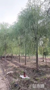 15公分垂柳