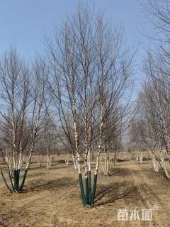 高度600厘米丛生河桦