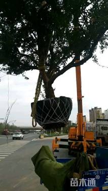 高度350厘米石榴