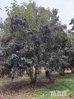 75公分丛生女贞