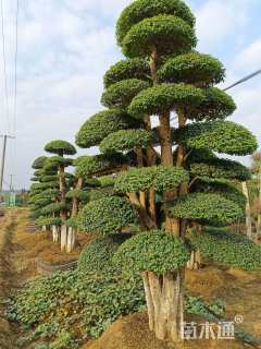 62公分造型榆树