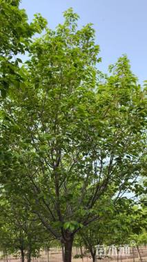 13公分高杆阳光樱