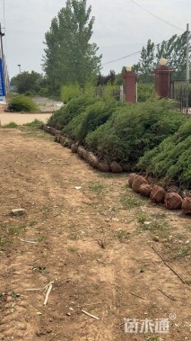 高度220厘米北京桧