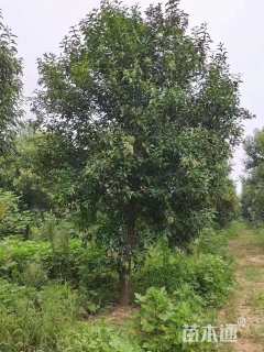 18公分大叶女贞