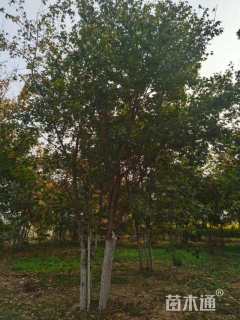 高度600厘米丛生五角枫