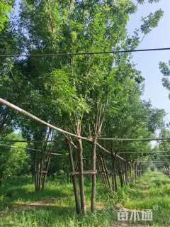 高度1200厘米丛生白蜡