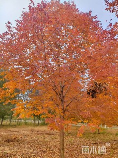 15公分秋紫白蜡