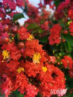 高度450厘米丛生紫薇