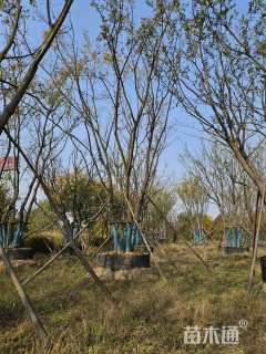 15公分(5杆)丛生朴树