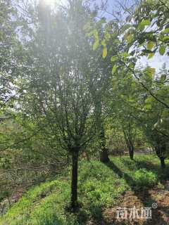 10公分木瓜海棠