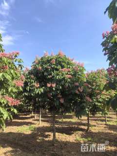 12公分红花七叶树