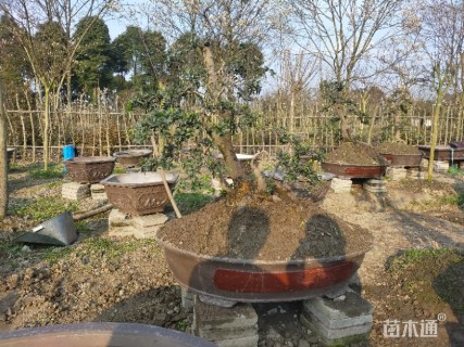 6公分造型金弹子