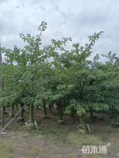 15公分美丽异木棉