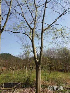 20公分朴树