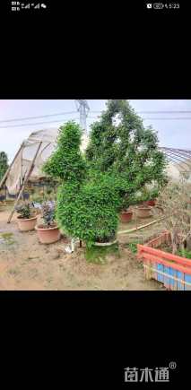 30公分造型月季