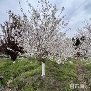 10公分染井吉野樱