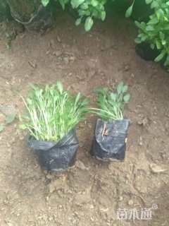 高度20厘米美丽月见草