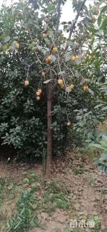 15公分柿树