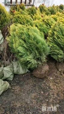 高度35厘米洒金柏