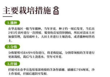 蜀葵单瓣蜀葵种子