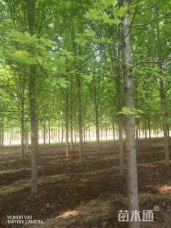 14公分美国红枫